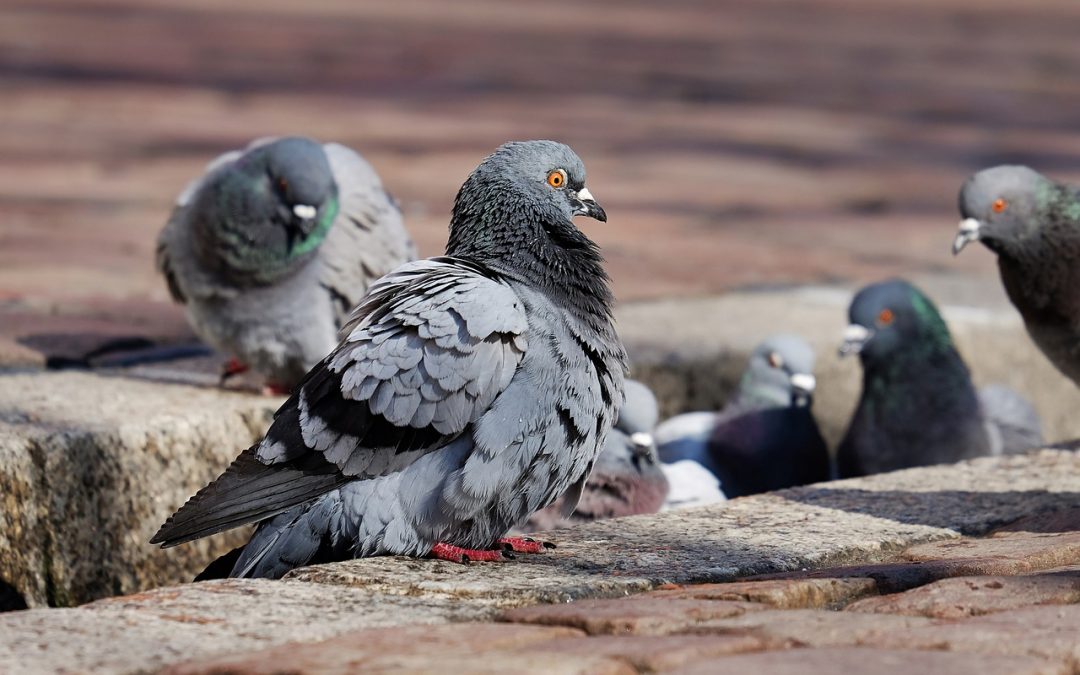 Palomas