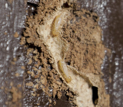 termitas madera