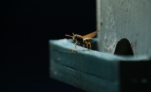 control de insectos: avispas