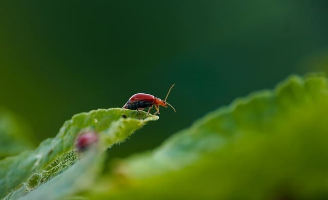 control de insectos: chinches