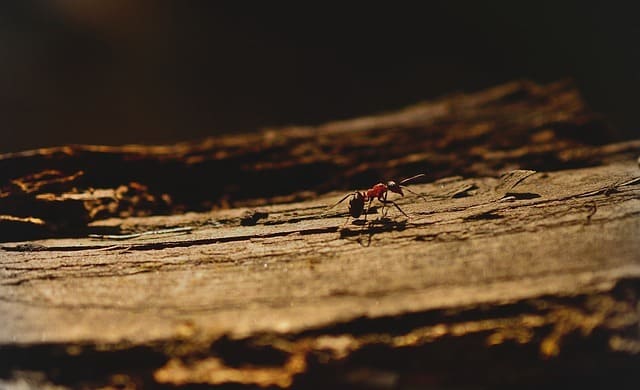 control de insectos: hormigas
