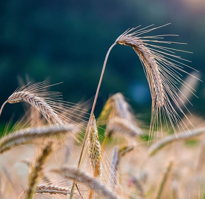 Seguridad Agroalimentaria Ecoambi