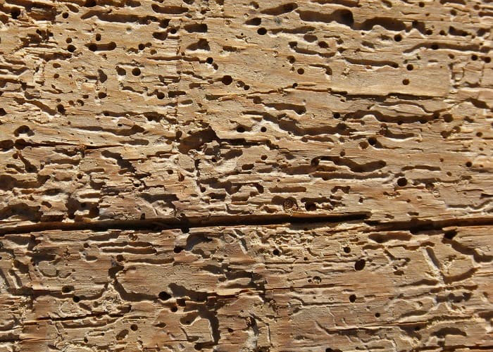 Efectos de carcoma en madera