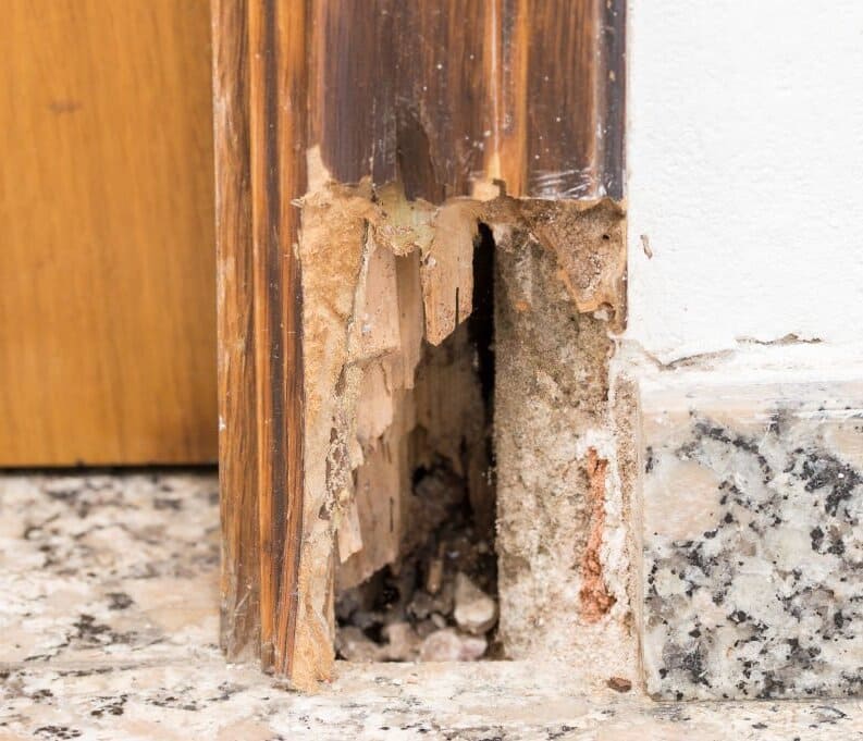madera afectada por termitas